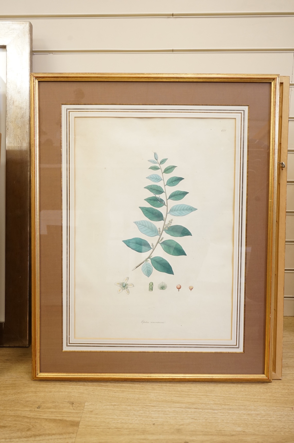 Botanical interest, set of six 19th century colour prints with latin inscriptions, each 54 x 39cm
